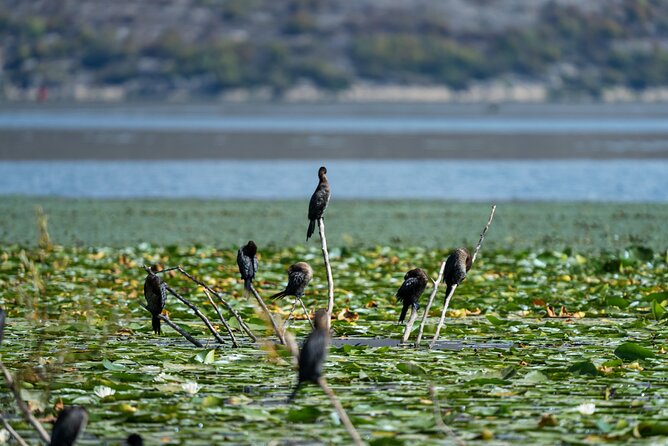 1-hour Kayak Adventure through Skadar Lake from Virpazar - The 1-hour flow: instructions, a recommended circuit, and where you might want breaks