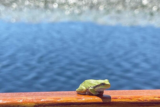 2 Hour Group Boat Trip in Skadar Lake - Why Skadar Lake works so well in a short 2 hours
