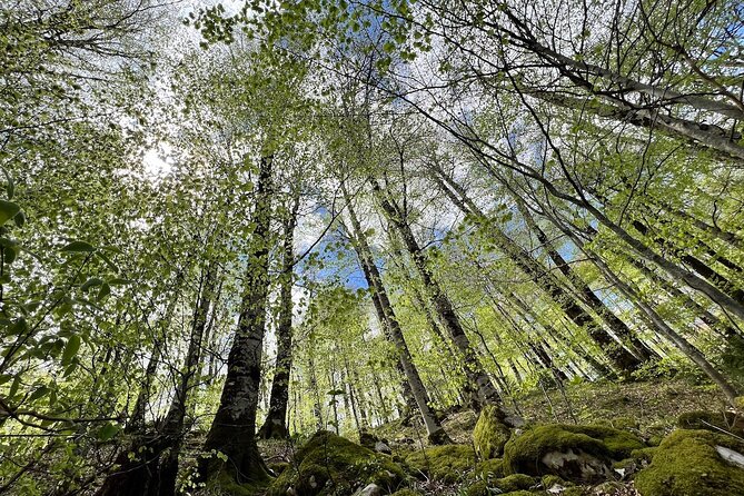 Biogradska Gora National Park Tour with Optional Add-Ons - Timing, Weather, and How to Dress for a Forest Day