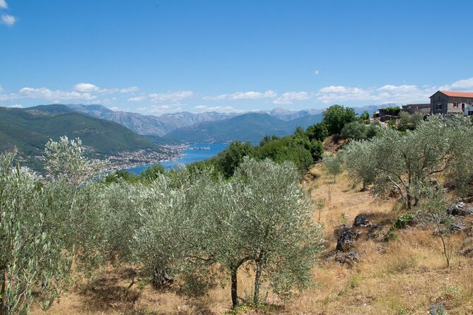 Olive oil farm to fork experience & short walking tour of Kotor - Key things you’ll remember