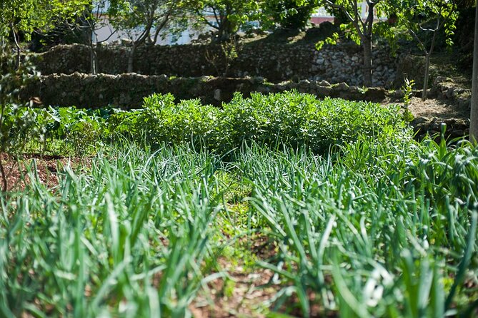 Olive oil farm to fork experience & short walking tour of Kotor - How the tasting helps you notice quality, not just like it