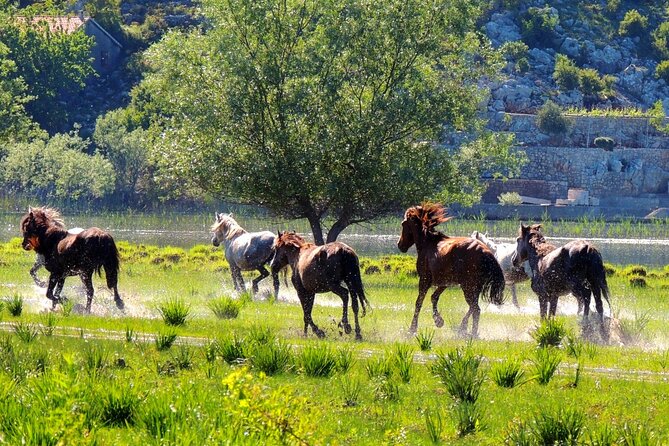 Podgorica Historic, Safari and Winery tour - Skadar lake and River Crnojevica - Fort Besac and Virpazar: coffee plus a fisherman-village feel