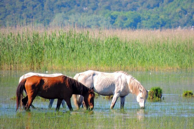 Podgorica Historic, Safari and Winery tour - Skadar lake and River Crnojevica - Rijeka Crnojevića and Karuc: villages that feel lived-in, not staged