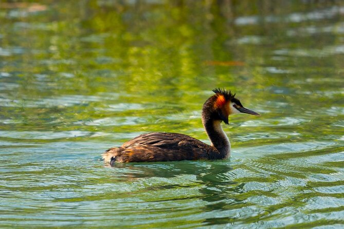 Skadar Lake National Park: Birdwatching & Photography Tour - Stop 2, Lesendro Fortress: birds tend to gather where structures meet water