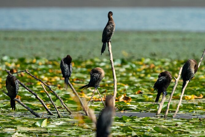 Skadar Lake National Park: Birdwatching & Photography Tour - Stop 4, Kamenik: the three wild islands for avian spotting
