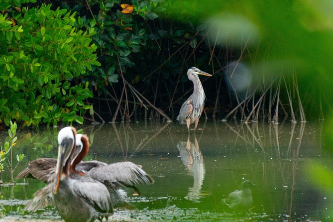 Skadar Lake National Park: Birdwatching & Photography Tour - What birdwatchers and photographers should realistically expect