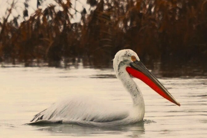 Skadar Lake National Park: Birdwatching & Photography Tour - Stop 1, Virpazar: your base inside the Skadar Lake National Park