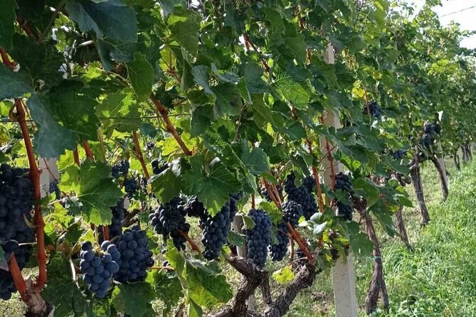 TASTE OF MONTENEGRO - Gastro Private Tour of wine and food - A private wine and food day from Budva