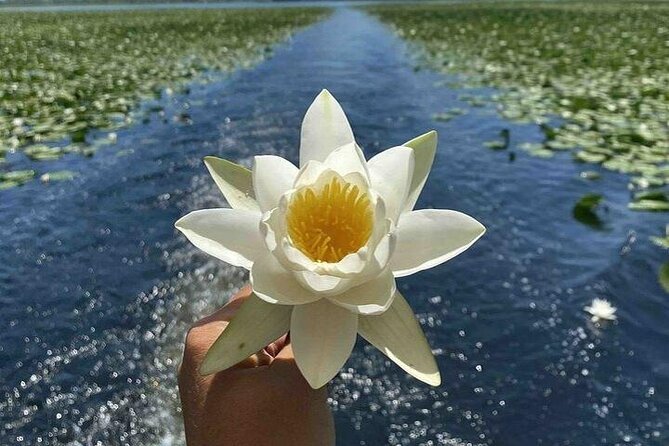 Virpazar Skadar Lake National Park Guided Boat Tour - Price and what $26.41 actually buys you