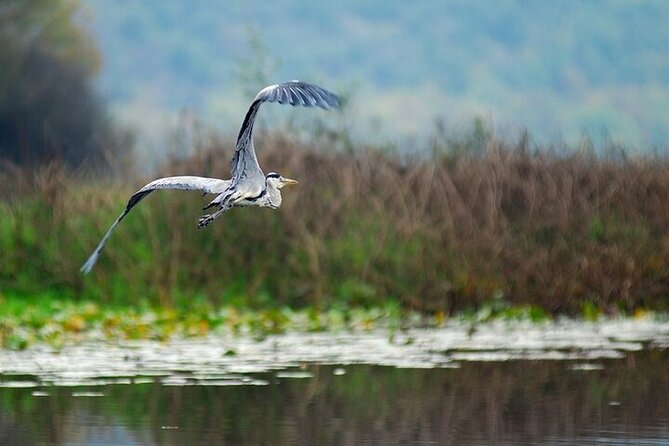 Virpazar Skadar Lake National Park Guided Boat Tour - Kamenik reed canals and bird reserve: the best viewing section